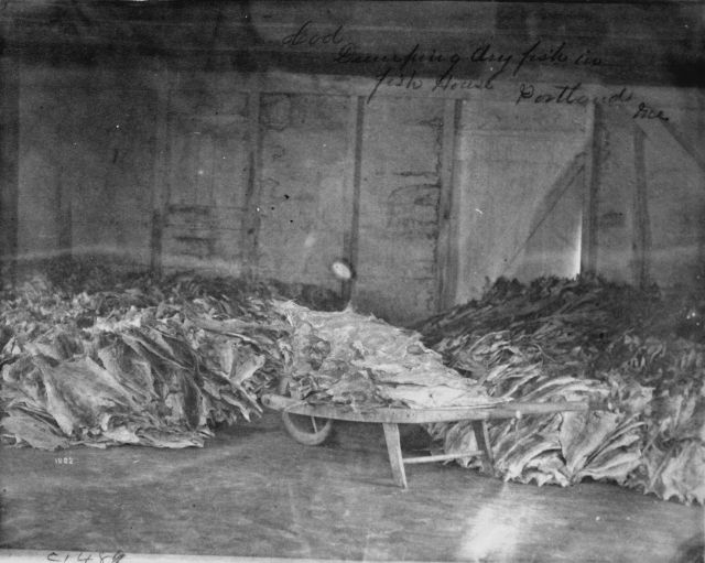 Cod, dumping dry fish in fish house, Portland, ME. Picture