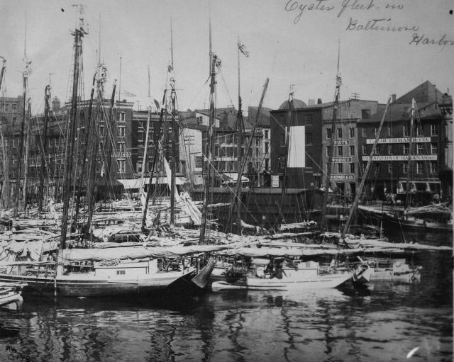 Oyster fleet in Baltimore Harbor, MD. Picture
