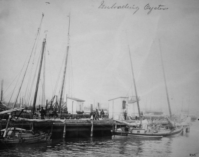Unloading oyster. Picture