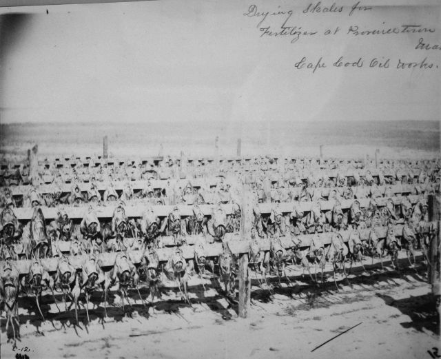 Drying skates for fertilizer at Provincetown, MA, Cape Cod Oil Works. Picture