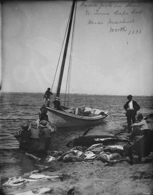 Dressed fish on shore, N Picture