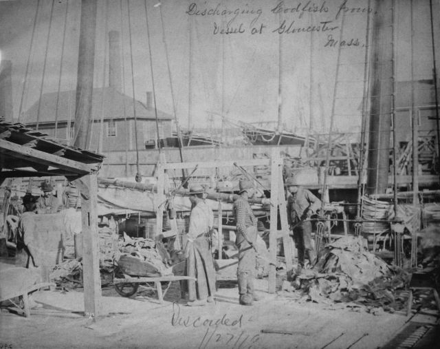 Discharging cod fish from vessel Gloucester, MA. Picture