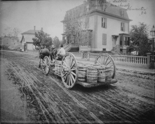 Carting brine salted mackerel, Gloucester, MA, 1882. Picture