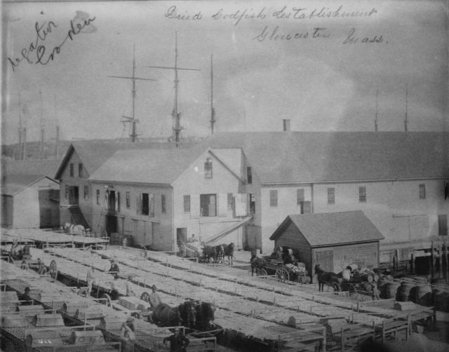 Dried codfish establishment, Gloucester, MA. Picture