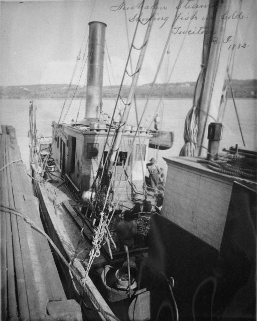 Menhaden steamer, showing fish in hold, Tiverton, RI, 1882. Picture