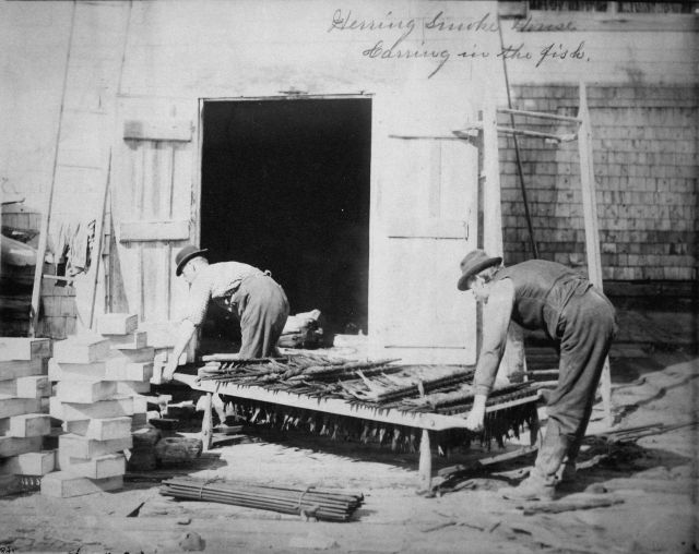 Herring smoke house, carrying in the fish. Picture