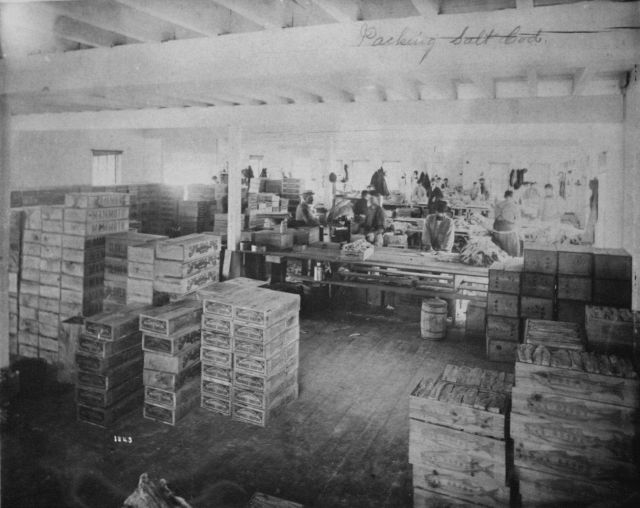 Packing salt cod. Picture