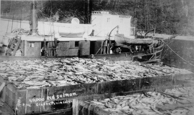 40,000 red salmon Picture