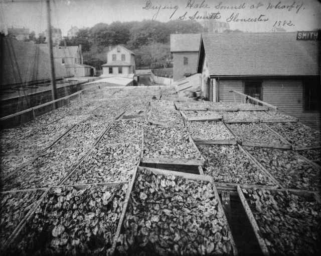 Drying hake sounds at wharf of S Picture