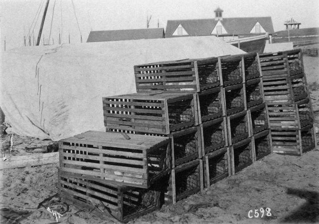 Lobster pots, Block Island, 1899. Picture