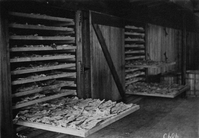 Artificial fish curing, fish on trays ready for drying at Weeks Fish Dryer. Picture