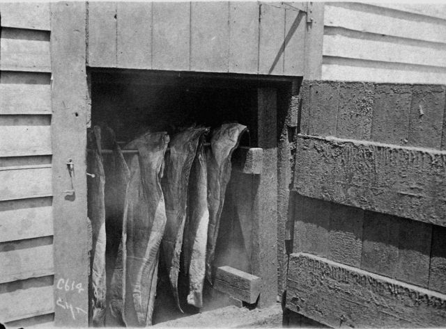 Fish curing or smoking. Picture