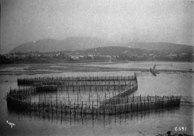 Herring weir, Bar Harbor, 1899. Picture