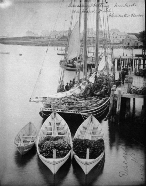 Dressing and salting mackerel on board vessel, Gloucester Harbor, MA. Picture