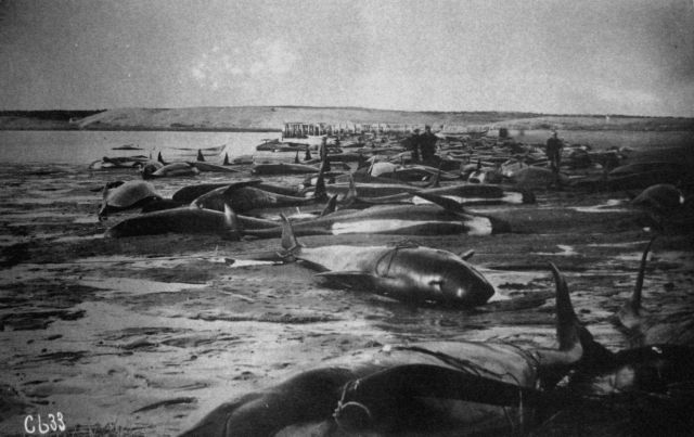 Blackfish stranded. Picture