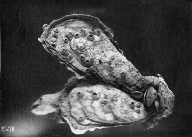 Matagorda Bay, TX, oyster investigation, oysters from Mad Island Reef. Picture