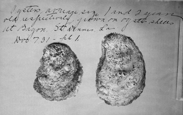 Oyster average size 1 and 2 years old respectively, grown on oyster shells at Bayou St Picture