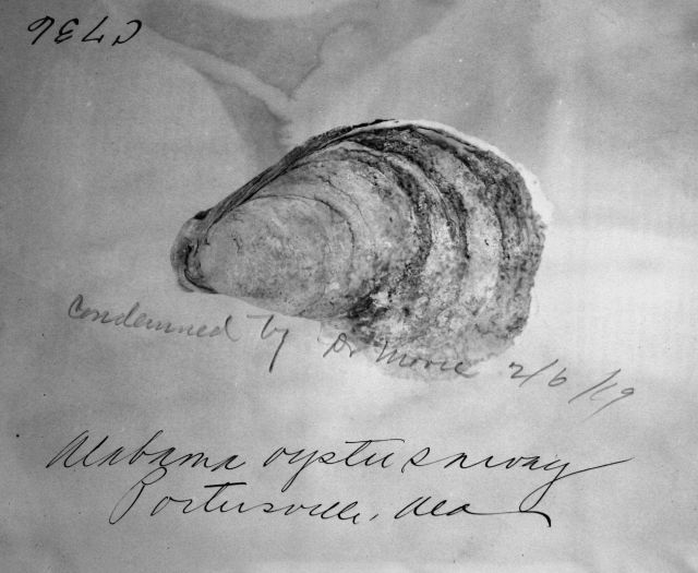 Alabama oyster survey, Portersville, AL. Picture