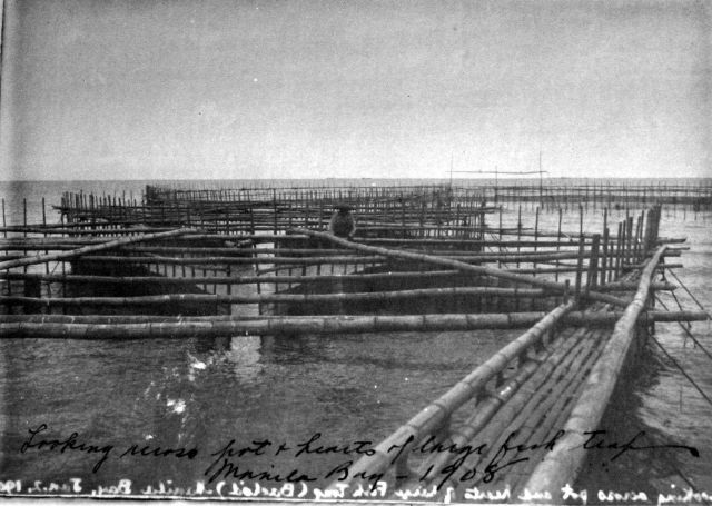 Looking across large fish trap, Manila Bay, 1908. Picture