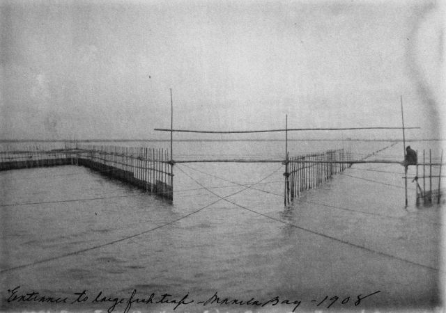 Entrance to large fish trap, Manila Bay, 1908. Picture