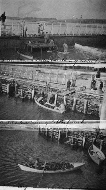 Passing lobsters over dam of lobster pound, outside view of lobster pound, dory of lobster pound. Picture