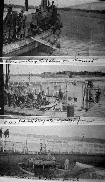 Loading lobster on Gannet, Gannet alongside lobster pound, gateway to lobster pound. Picture