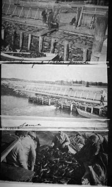 Lobster pound, loading lobsters on Gannet. Picture