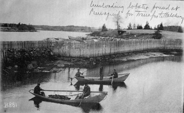 Unloading lobster pound at Pemaquid, ME for tranfer to hatchery. Picture