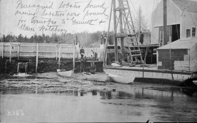 Pemaquid, ME lobster pound, transfer of lobsters from pound for transfer to Gannet and thence hatchery. Picture