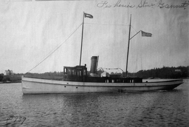 USFC steamer Gannet. Picture