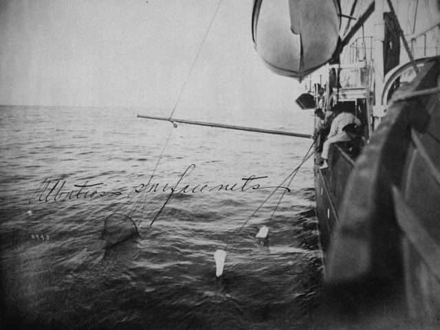 Albatross surface nets. Picture