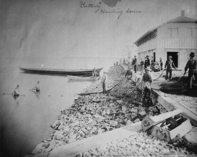 Fishing Battery Lighthouse, hauling seine. Picture