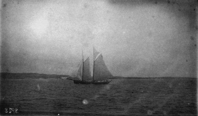 Grampus off Gloucester. Picture