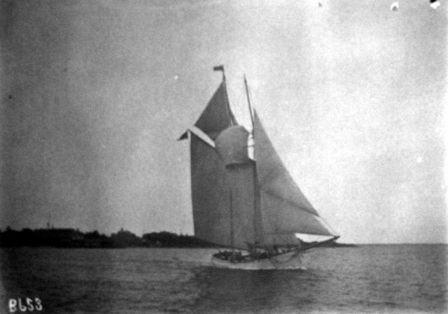 Grampus off Gloucester. Picture