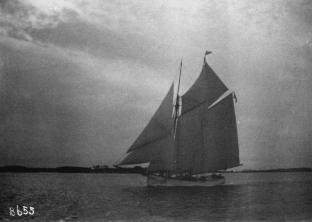 Grampus off Gloucester. Picture