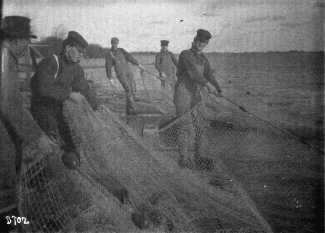 Hauling whitefish seine Detroit River. Picture