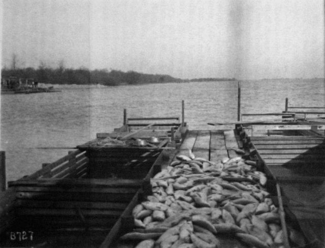 Whitefish pens Detroit River. Picture