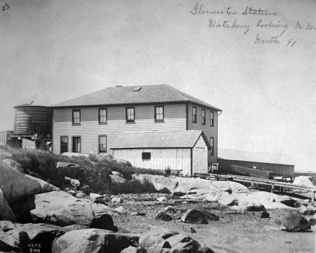Gloucester station, MA, hatchery looking NW, Worth, 1891. Picture