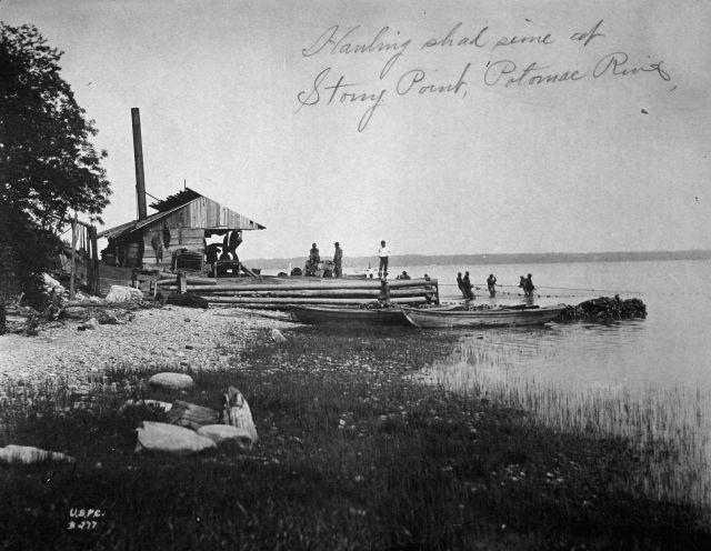 Hauling shad seine at Stony Point, Potomac River, VA. Picture