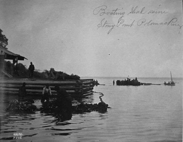 Boating shad seine, Stony Point, Potomac River, VA. Picture
