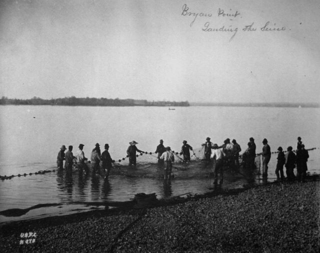 Bryan Point, landing the seine. Picture
