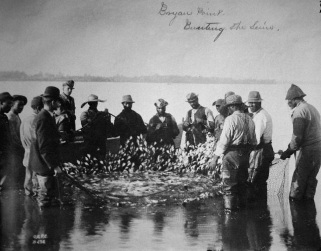 Bryan Point, bunting the seine. Picture