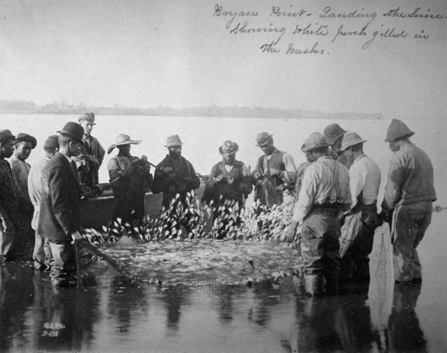 Bryan Point, landing the seine, showing white perch gilled in the meshes. Picture