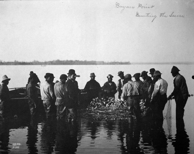 Bryan Point, bunting the seine. Picture