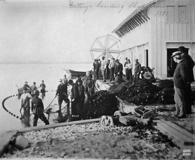 At Fishing Battery Hatchery and Lighthouse landing shad seine, 1891. Picture