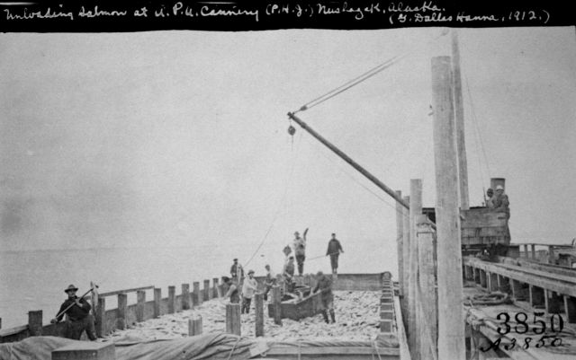 Unloading salmon at A.P.A Picture