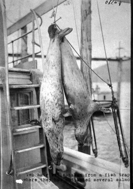 Two hair seals taken from a fish trap where they had mutilated several salmon. Picture