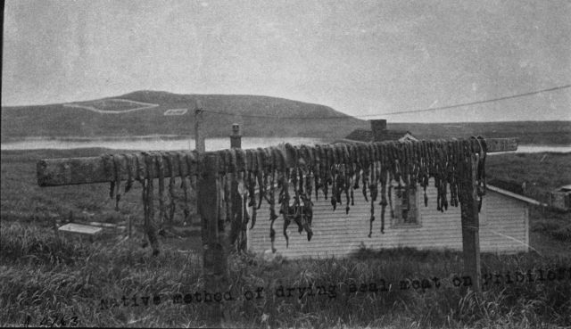 Native method of drying seal meat on Pribolof Island, AK. Picture
