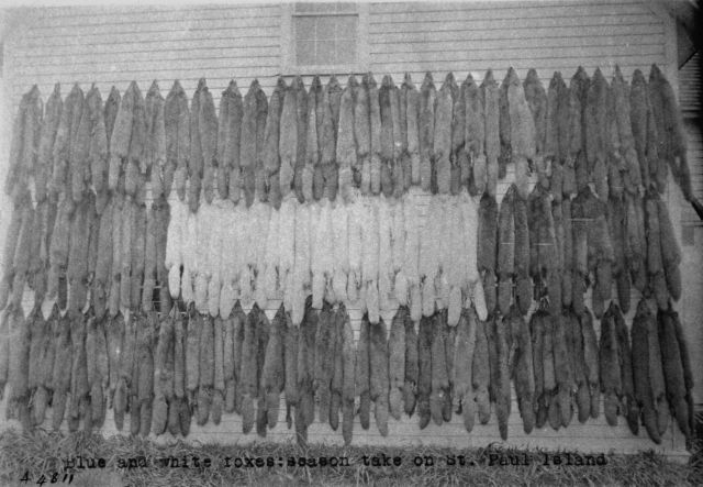 Blue and white foxes: season taken on St Picture