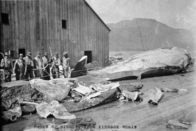 Removing blubber from finback whale. Picture